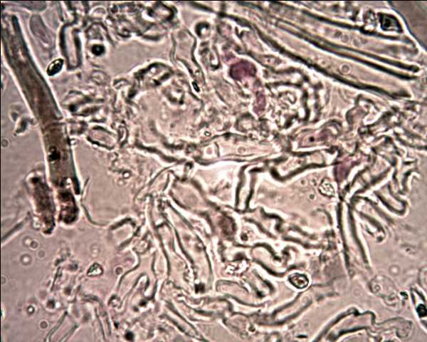 Stereum ochraceoflavum ? (Stereum rugosum)